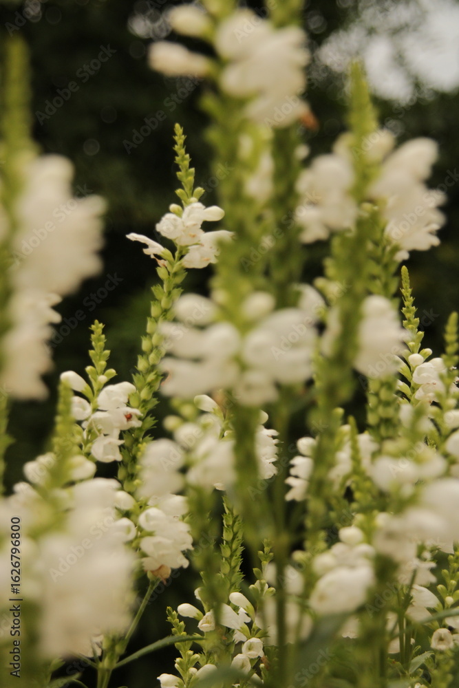 white flowers white flowers