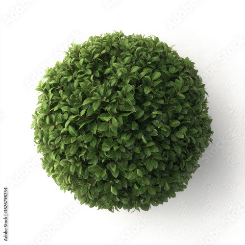 Top-down view of a spherical topiary.  Dense, vibrant green foliage forms a perfect sphere against a plain white background.  Small, closely packed leaves create a lush, full appearance