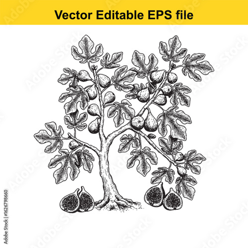 Vector art of fig tree with ripe fruits isolated on white background 