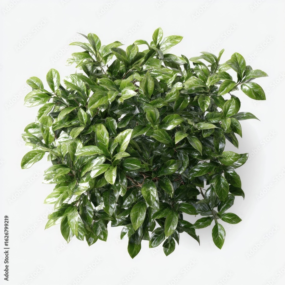 Obraz premium Dense cluster of lush, dark green foliage