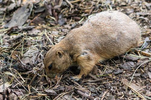 Prairie dog closeup in natural environment