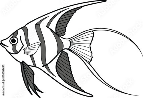 A realistic full body freshwater angelfish elegant