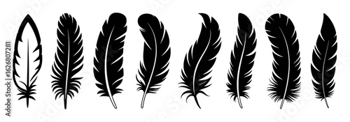 Black feather silhouettes collection various shapes and styles quill plume