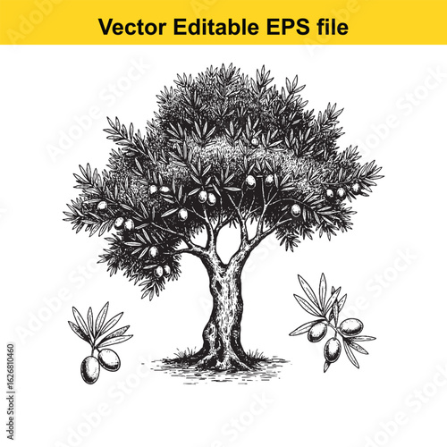 Vector art of olive tree with olives and leaves, isolated on white background