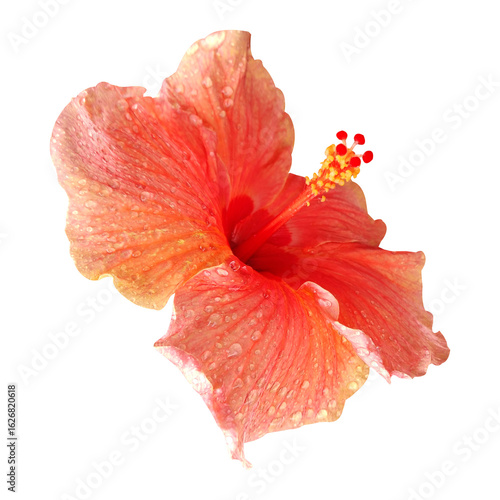 Wallpaper Mural Hibiscus flower isolated stock photo Torontodigital.ca