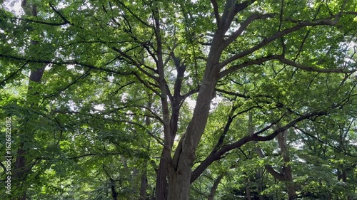 Tilt-up shot of a cucumber tree with sunlight filtering through the leaves