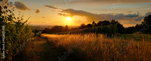 Tranquil sunset over rural landscape with high golden grass and grapevine, panoramic view with pleasing warm colors