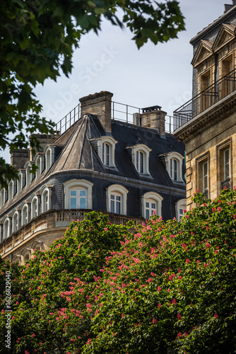 French Cityscape with typical Mansard Roofs, Balconies and Stone Facade, blooming Tree in Bordeaux, France, on a sunny Summer Day - Copy Space