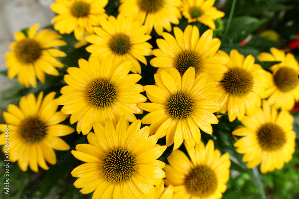 Obraz premium yellow flowers background