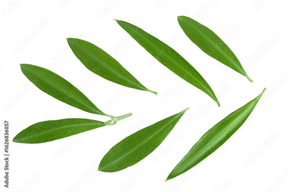 Naklejka premium Olive green leaves isolated on white background. Top view. Flat lay.