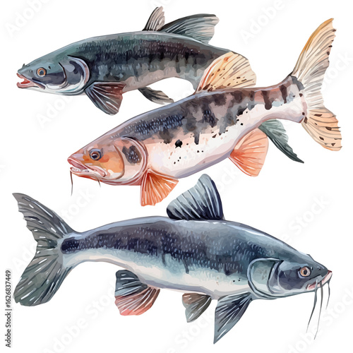 A hand-drawn illustration painting of catfish set in soft watercolor style, isolated on a white background, artistic, painted design, painted, fish collection, sea animal