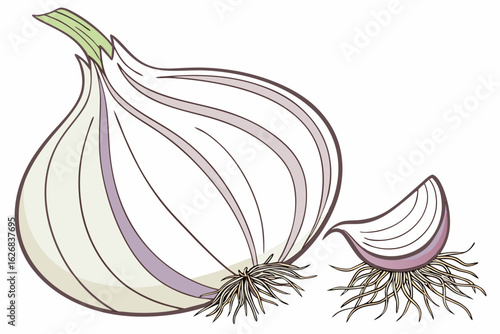Illustration of a fresh garlic bulb and a clove with its roots showcasing natural culinary ingredients