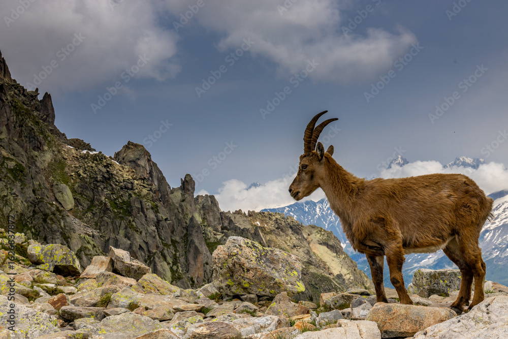 Fototapeta premium Mountain goat, ibex in the Alps. Alpine mammals in the wild nature on the top of the mountain among green bushes and grass. Big male and female mountain goat in the natural environment in the Alps