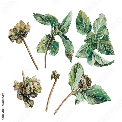 A hand-drawn illustration painting of a dried mint and leaves set in soft watercolor style, isolated on a white background, artistic, painted design, EPS format, plant set	