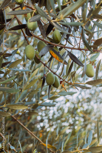 Green Olive on Tree Branch Close-up in sun light