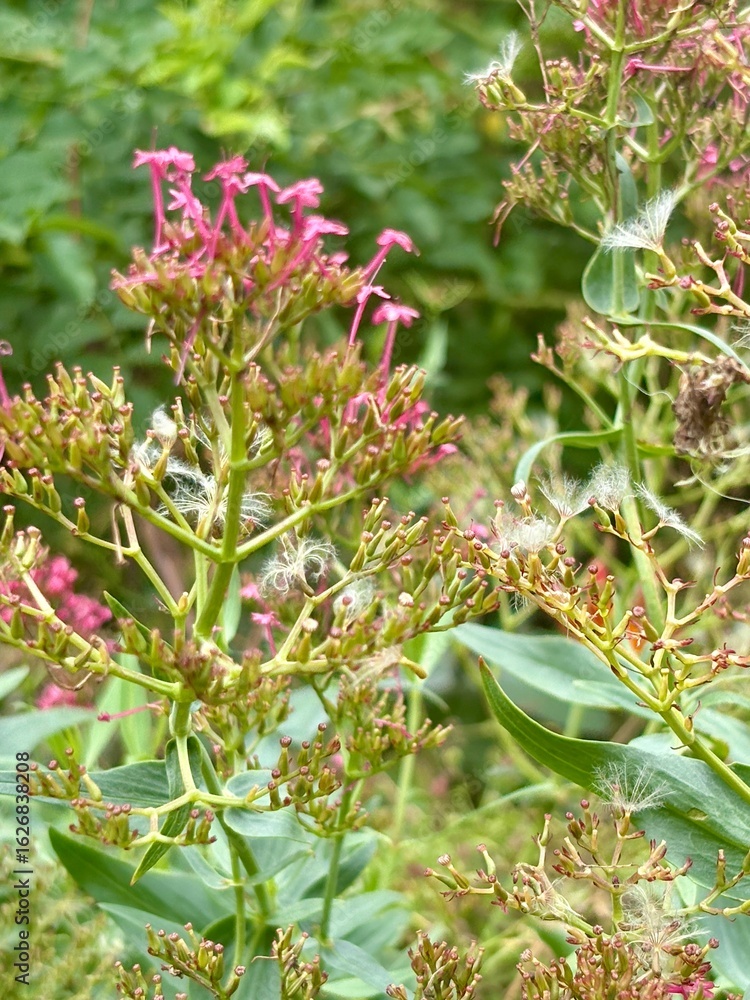 Obraz premium Delicate pink wildflowers bloom amid green foliage, surrounded by wisps of airy seed tufts. The vibrant scene captures a moment of natural beauty in a summer meadow filled with life and growth.