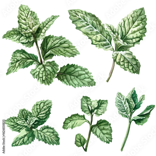 A soft watercolor illustration of horehound leaves, hand-drawn with fine brushwork, isolated on a white background, creative painted design, EPS vector. green leaves set