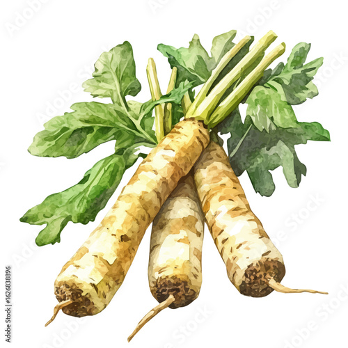 A soft watercolor illustration of horseradish roots, hand-drawn with fine brushwork, isolated on a white background, creative painted design, EPS vector. root illustration