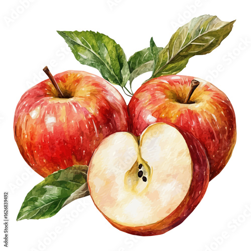 Painted in watercolor, this artistic kei apple fruit features a clean composition, hand-drawn with elegance, isolated on white, vector EPS. fruits vectorized