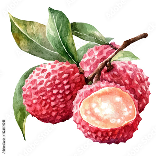 Elegant, simple watercolor art of lychee fruit branch, soft artistic strokes, isolated on a clean white background, vector-based EPS illustration. simple design