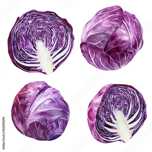 A hand-drawn watercolor illustration of a red cabbage collection, painted with soft textures, isolated on a white background, elegant artistic design, in EPS format. vector illustration