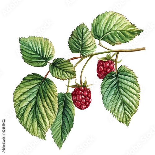 Watercolor painting of red raspberry leaves, delicately hand-painted with artistic brush strokes, minimal layout, white background, vector EPS. vector illustration