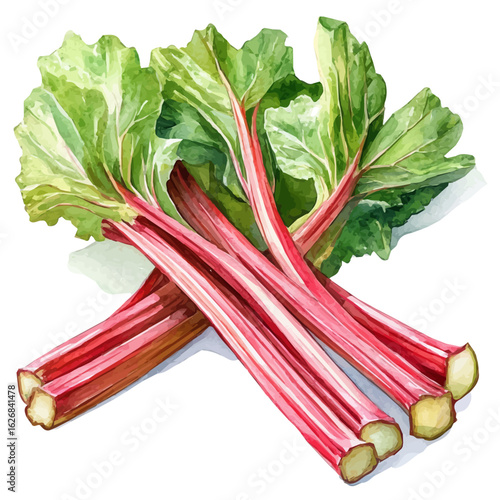 A Watercolor painting of rhubarb, delicately hand-painted with artistic brush strokes, minimal layout, white background, vector EPS. vector illustration