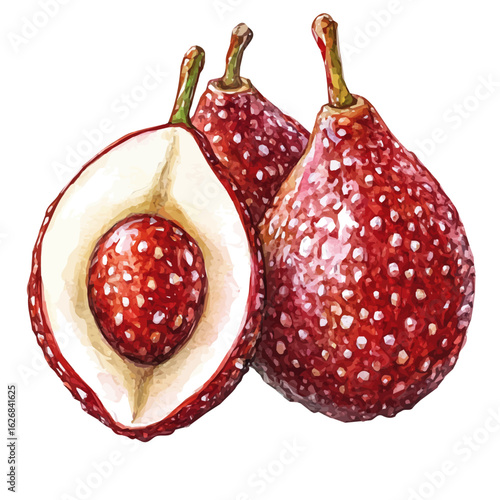 Watercolor painting of salak fruit, delicately hand-painted with artistic brush strokes, minimal layout, white background, vector EPS. vector illustration