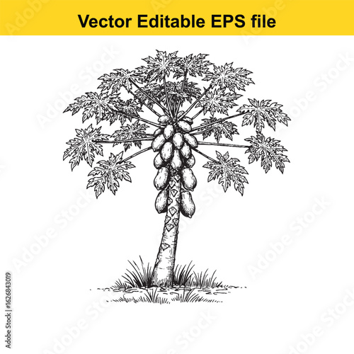 Vector art of papaya tree with fruit isolated on white background