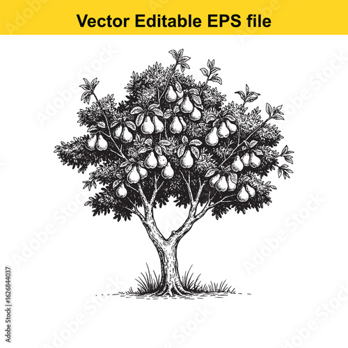 Vector art of pear tree with ripe fruit isolated on white background