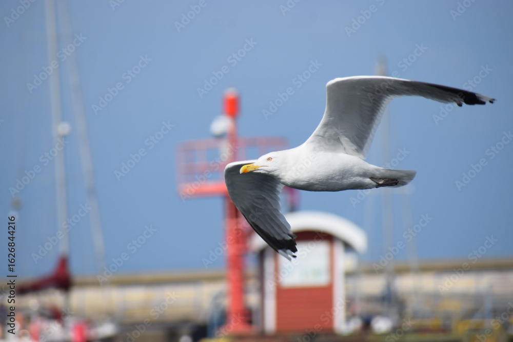 Obraz premium white seagulls on the background of the blue sea.