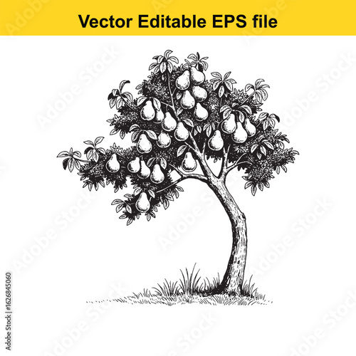 Vector art of pear tree with ripe fruit isolated on white background long horn, , long horn