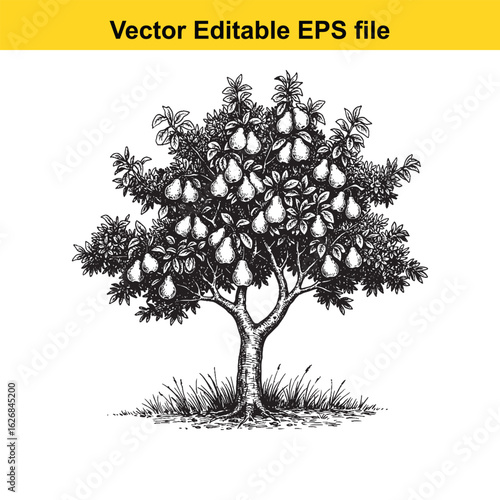 Vector art of pear tree with ripe fruit isolated on white background 