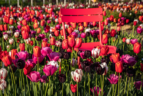 Obraz na płótnie Stuhl im Tulpenfeld