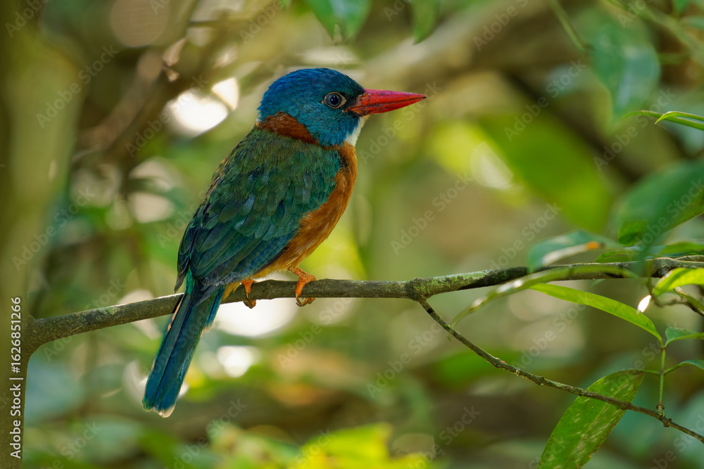 Green-backed kingfisher Actenoides monachus colourful bird in Alcedinidae endemic to Indonesia, can be found in the protected areas of Lore Lindu, Bogani Nani Wartabone, and Tangkoko Batuangus Green-backed kingfisher Actenoides monachus colourful bird in Alcedinidae endemic to Indonesia, can be found in the protected areas of Lore Lindu, Bogani Nani Wartabone, and Tangkoko Batuangus