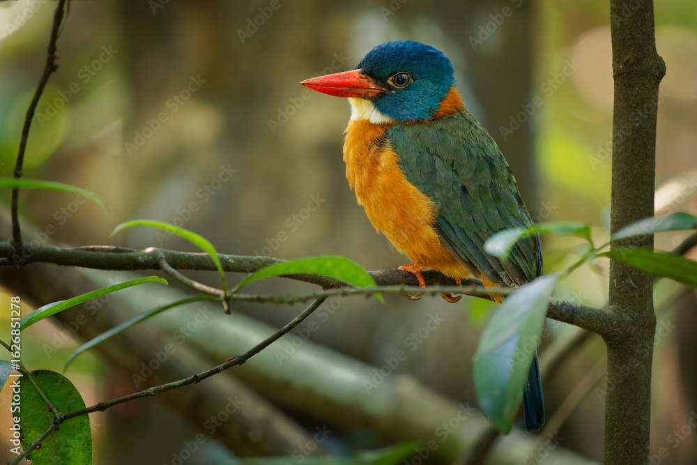 Fototapeta premium Green-backed kingfisher Actenoides monachus colourful bird in Alcedinidae endemic to Indonesia, can be found in the protected areas of Lore Lindu, Bogani Nani Wartabone, and Tangkoko Batuangus