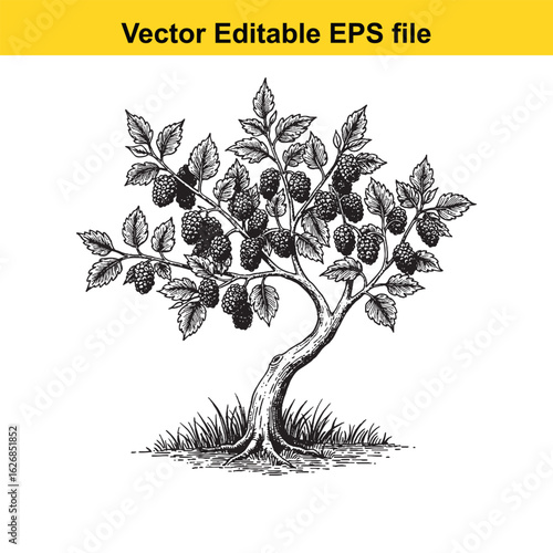 Vector art of blackberry bush isolated on white background 