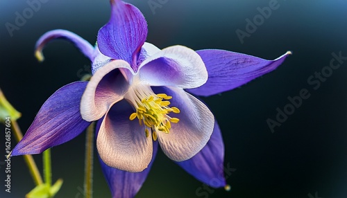 10 x 8 macro of a common columbine flower