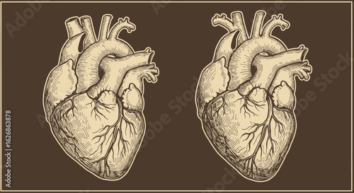 Anatomical Heart Illustration: Detailed Vintage Style with Vessels.
