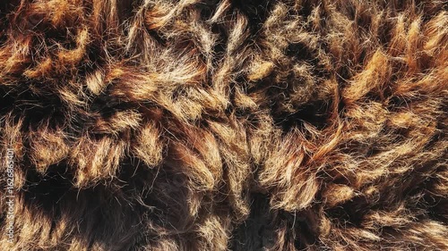 Background and texture of natural brown bear fur.