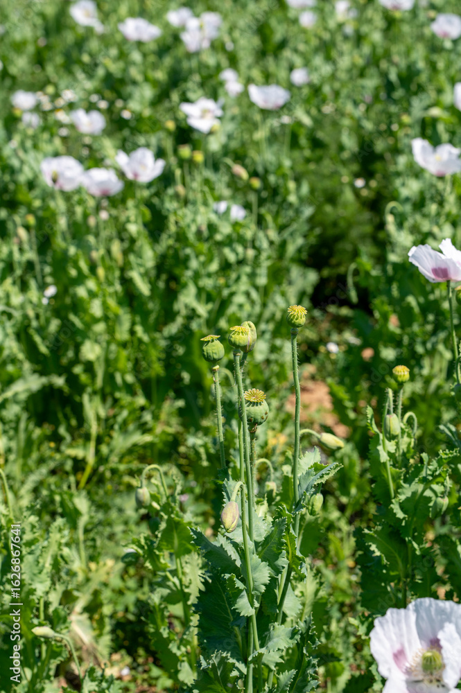 Fototapeta premium Flowering white poppy seed flowers (Papaver somniferum). Agricultural field of opium poppy or breadseed poppy.