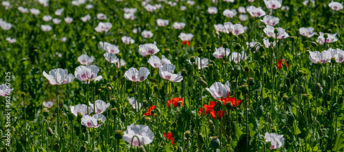 Flowering white poppy seed flowers (Papaver somniferum). Agricultural field of opium poppy or breadseed poppy.