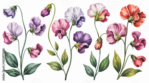 Romantic Watercolor Sweet Pea Flower Illustration – Delicate Botanical Clipart Set.