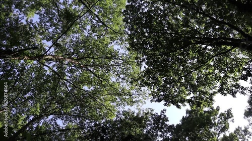 Green trees in the forest
