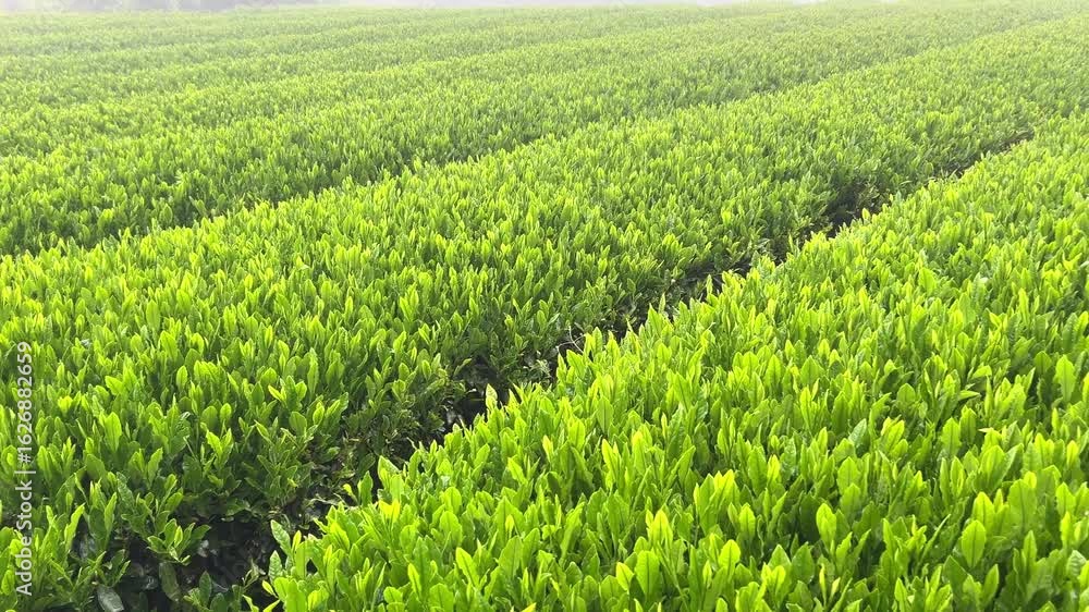 Close-up of fresh green tea leaves view of lush tea plantations in Jeju Island, South Korea. Nature, agriculture, and organic farming Close-up of fresh green tea leaves view of lush tea plantations in Jeju Island, South Korea. Nature, agriculture, and organic farming
