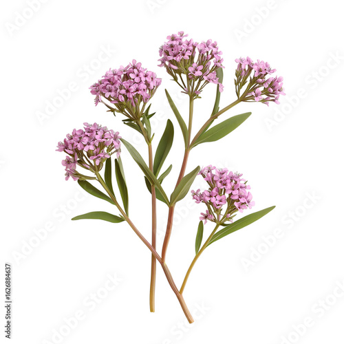 Valerian Flower Isolated on Transparent Background