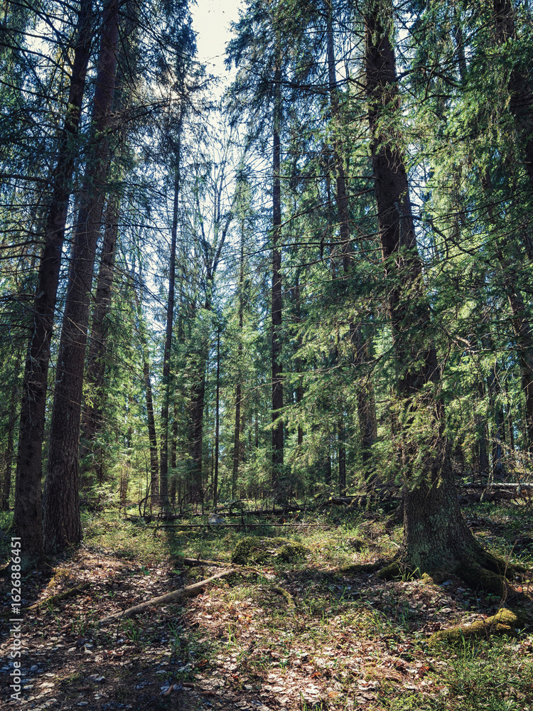 Fototapeta premium Magical fairytale forest. Coniferous forest covered of green moss. Mystic atmosphere.