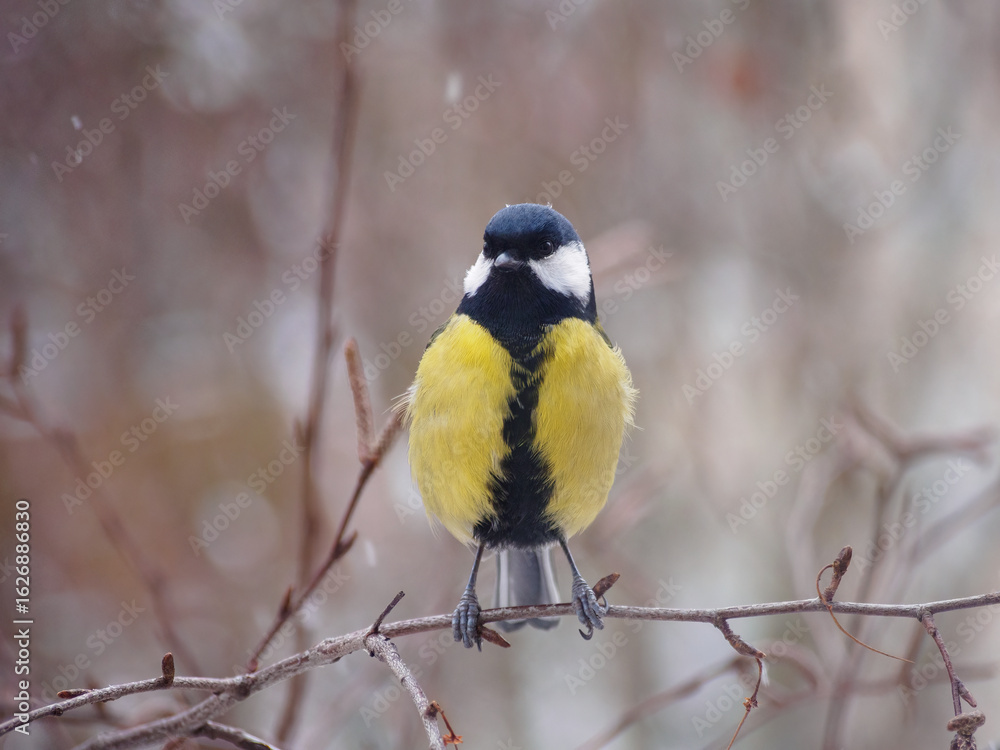 Naklejka premium A great tit sits on a tree branch. Bird close up.