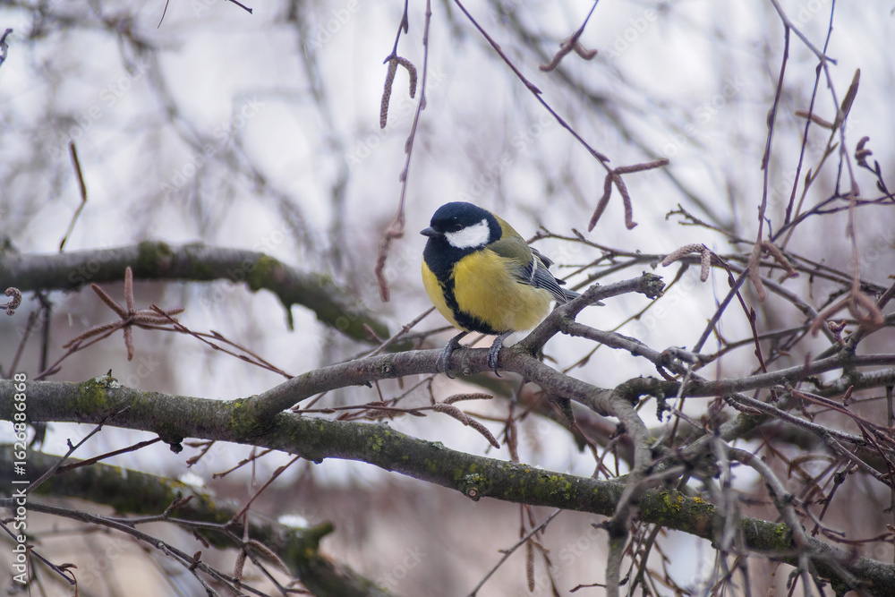 Naklejka premium A great tit sits on a tree branch. Bird close up.