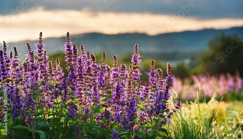 blooming clary sage with aromatic purple flowers in an outdoor medicinal plant setting